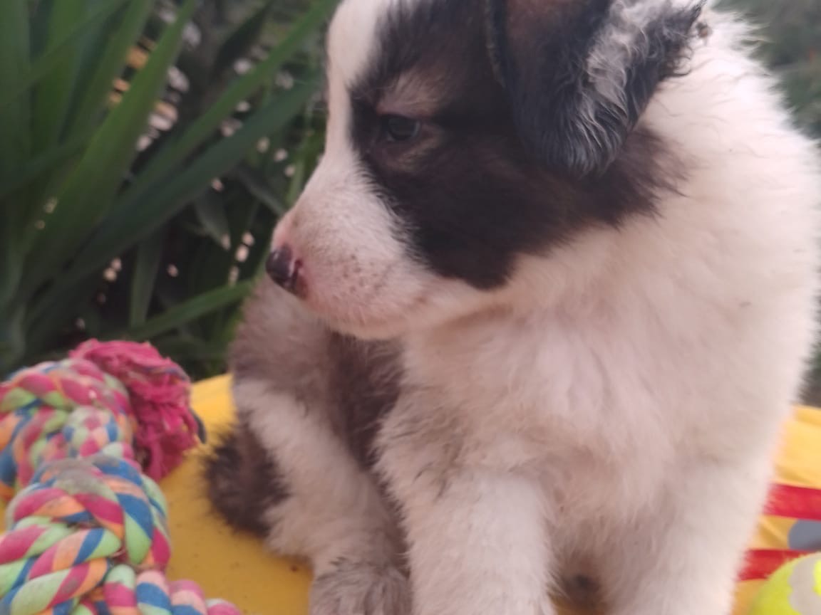 Adotta il cane Bacco a Avellino