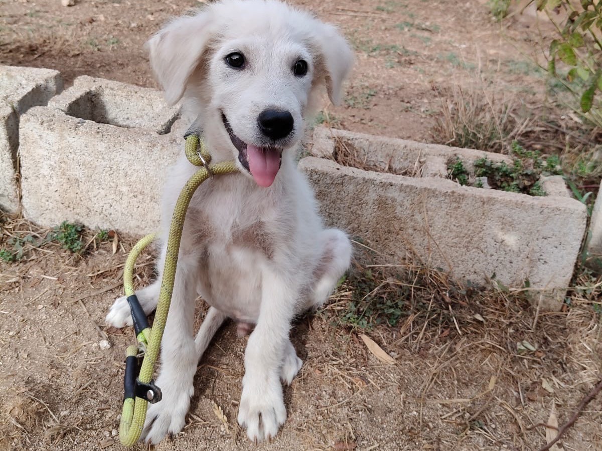 Adotta un cane, maschio, 3 mesi, Vibo