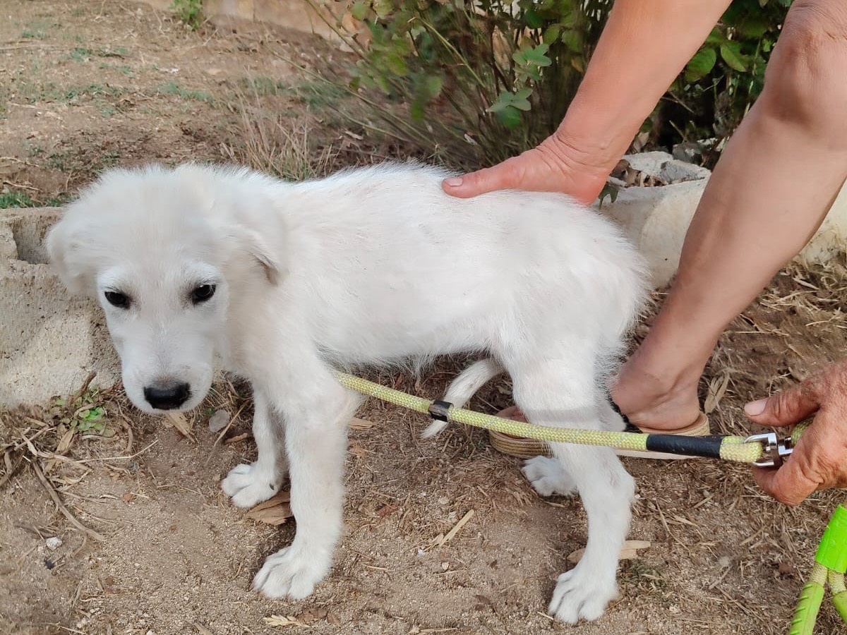 Adotta un cane, taglia media, maschio, Vibo