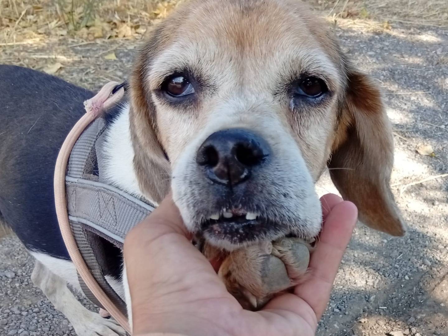 Adotta un cane, taglia piccola, femmina, Palermo