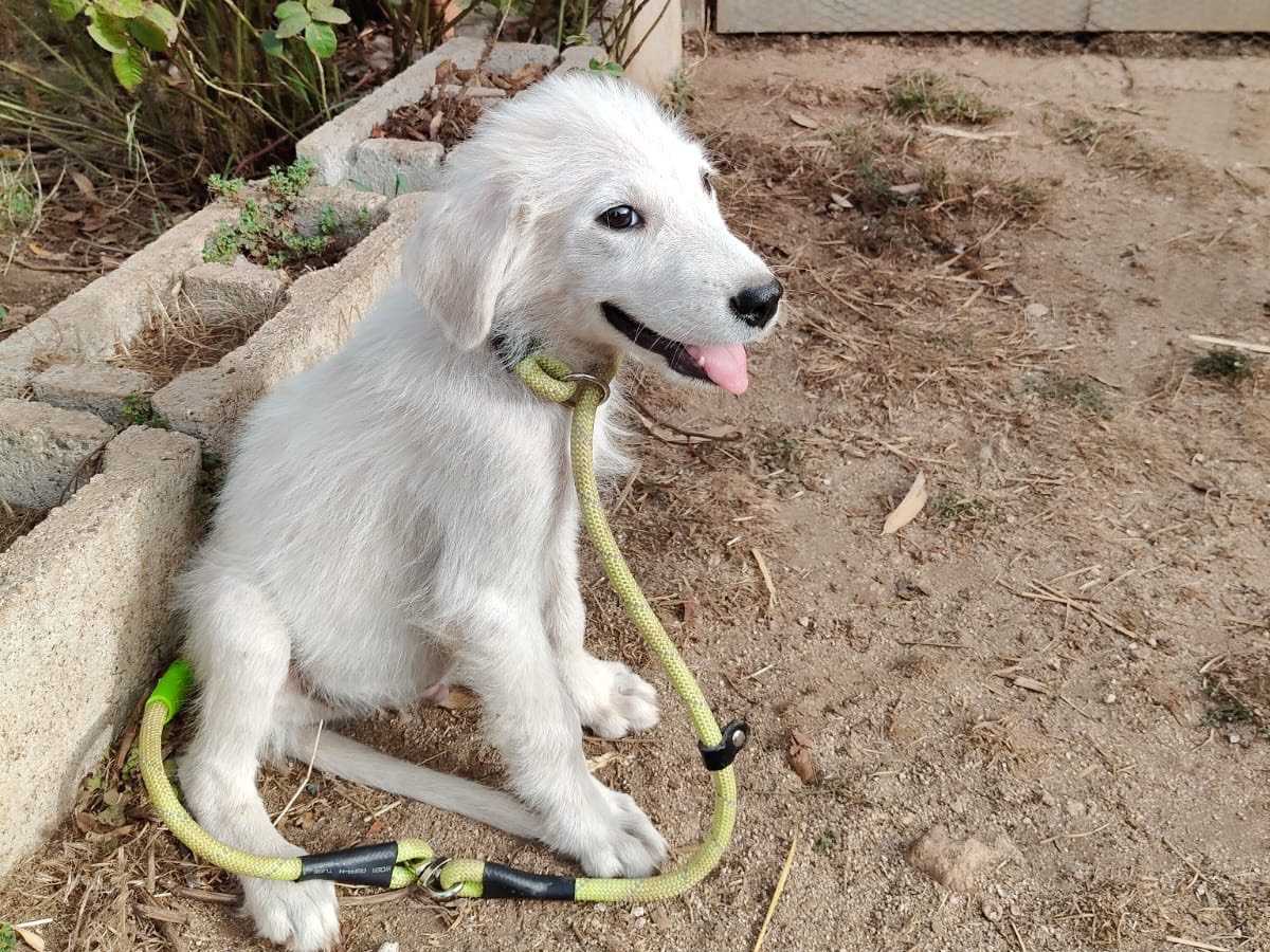Vuoi adottare un cane a Vibo?