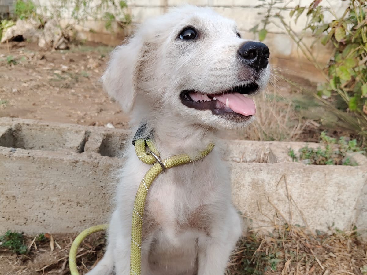 Adozione cane, maschio, Pastore maremmano Razza sconosciuta, 3 mesi, taglia media, Vibo