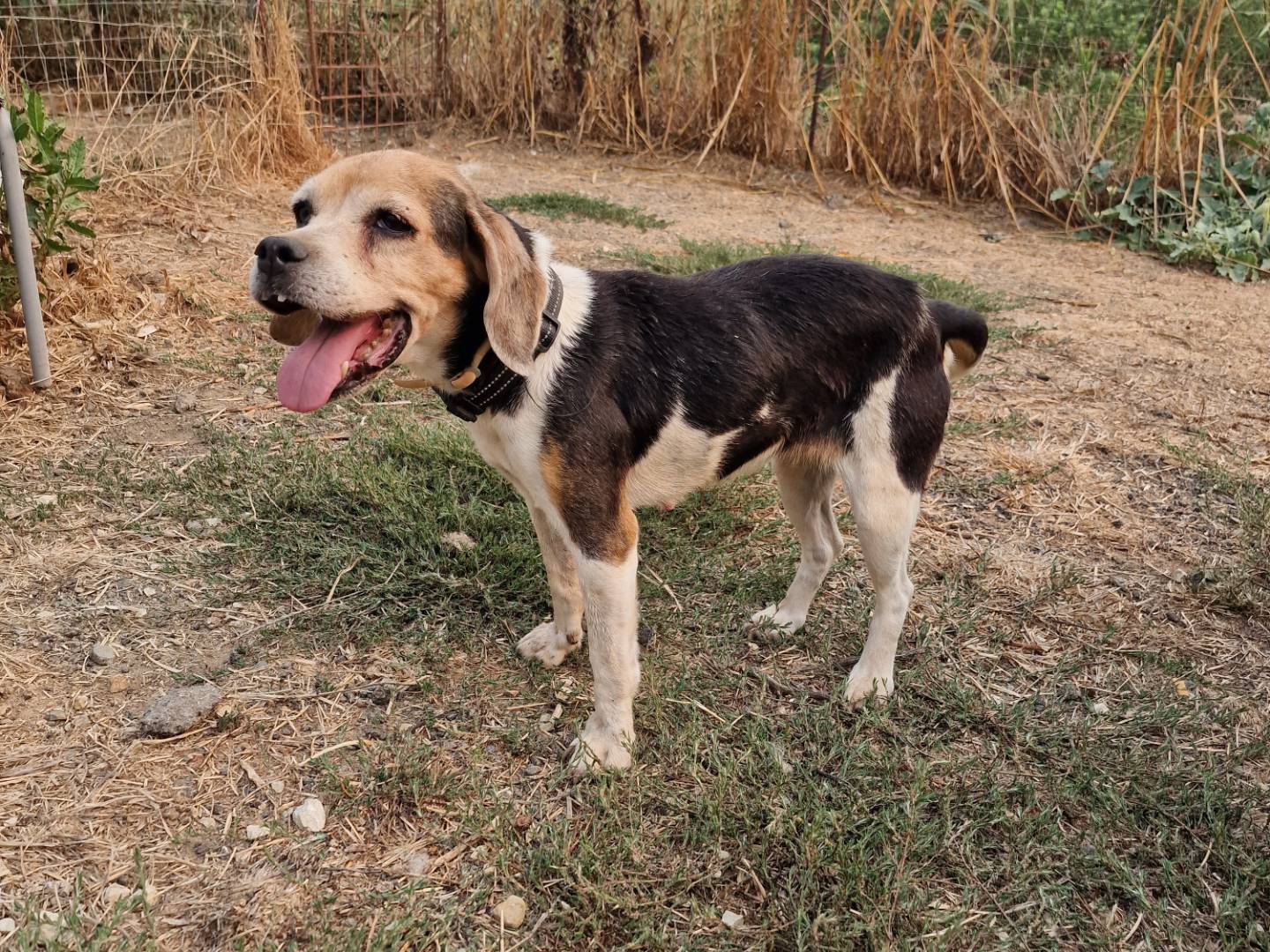 Adozione cane, femmina, Beagle  Razza sconosciuta, 13 anni e 8 mesi, taglia piccola, Palermo