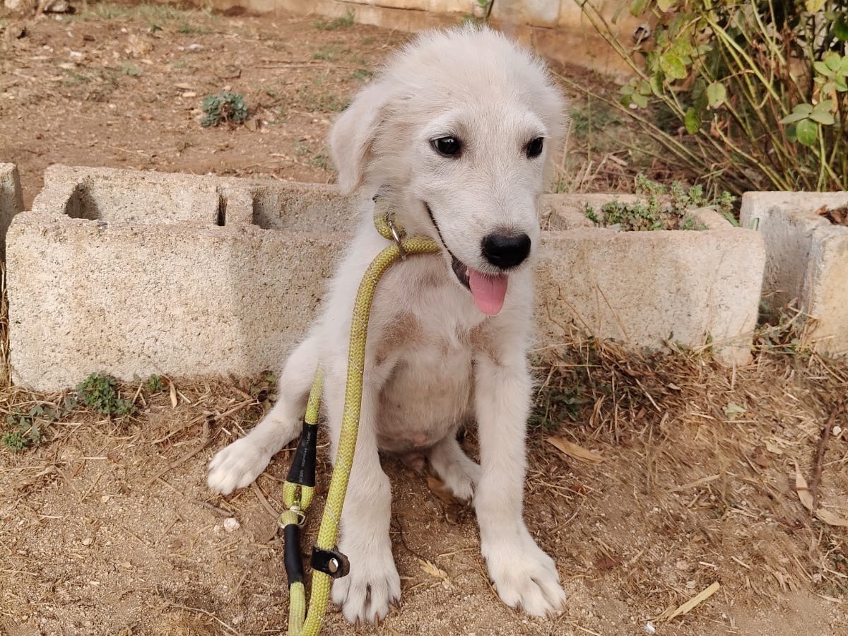 Adotta il cane Alex a Vibo