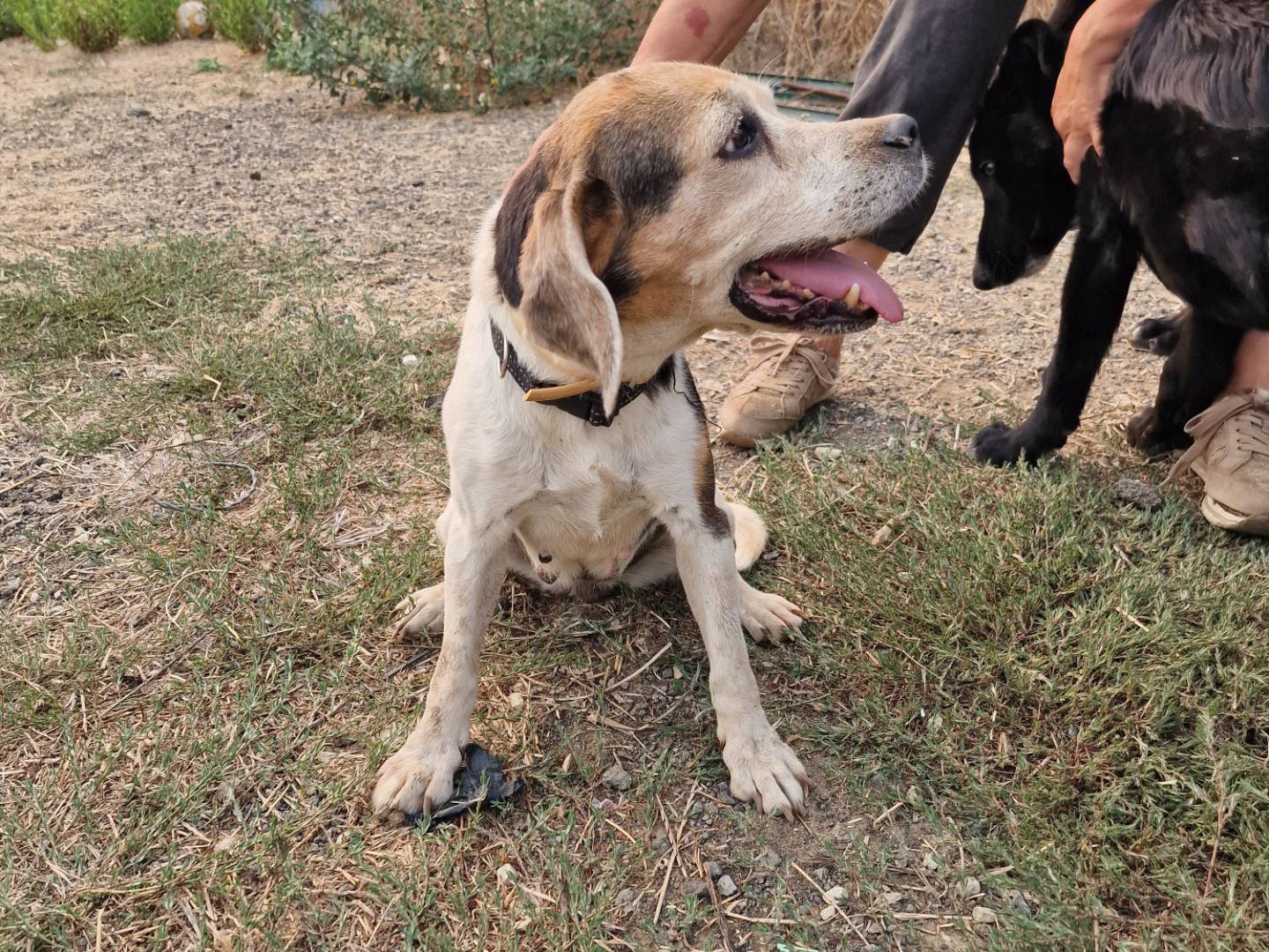 Vuoi adottare un cane a Palermo?