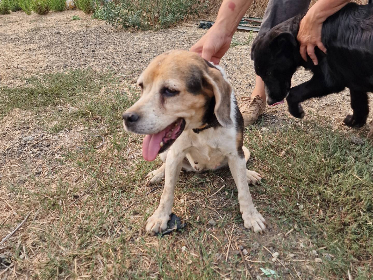 Adotta un cane, femmina, 13 anni e 8 mesi, Palermo