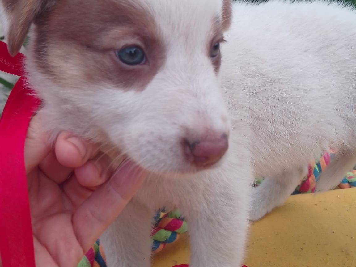 Adotta un cane, taglia media, femmina, Avellino