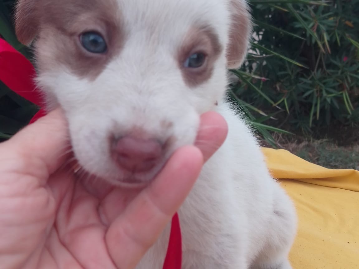 Adotta un cane, femmina, 2 mesi, Avellino