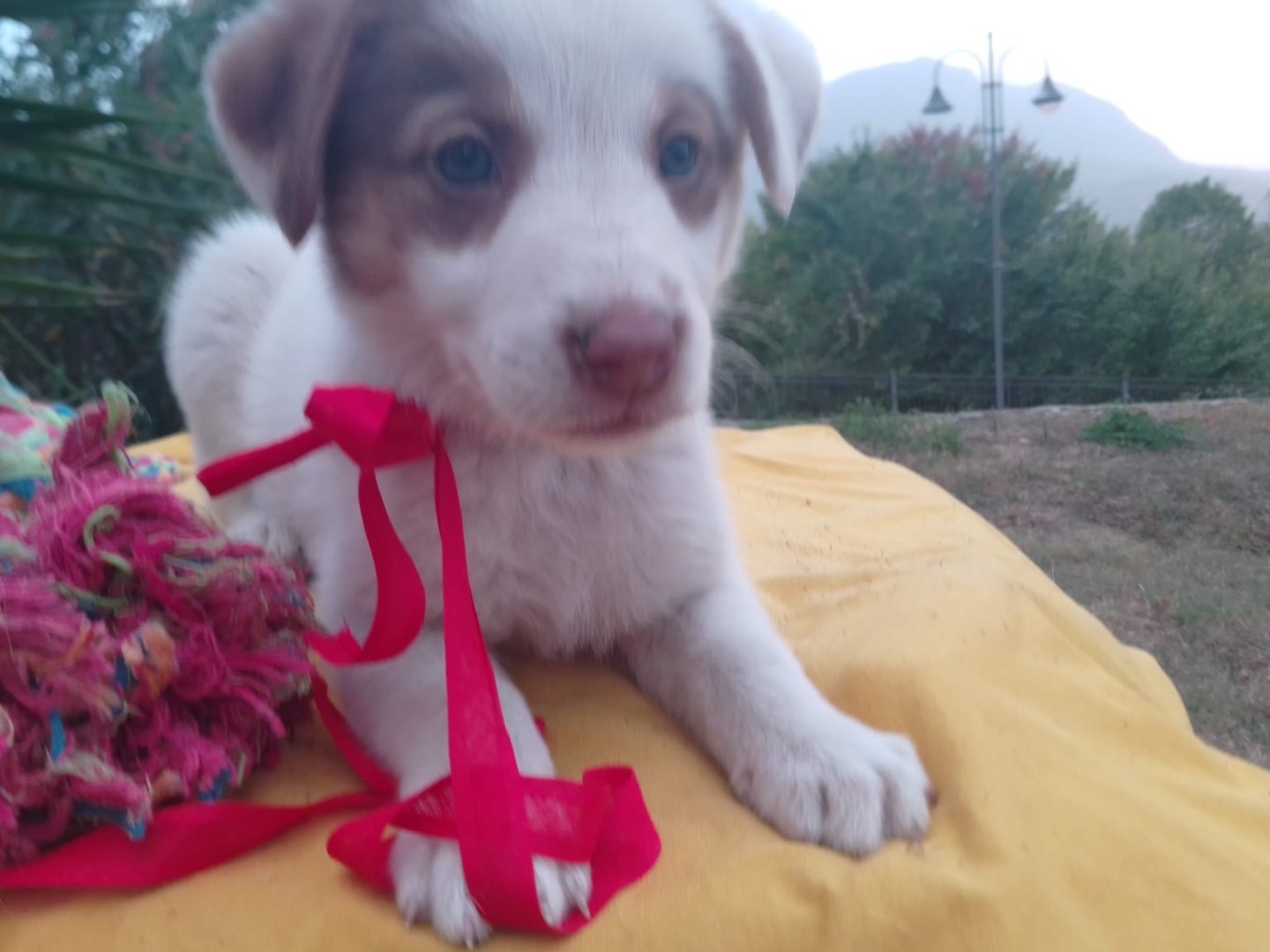 Adozione cane, femmina, Razza sconosciuta Razza sconosciuta, 2 mesi, taglia media, Avellino