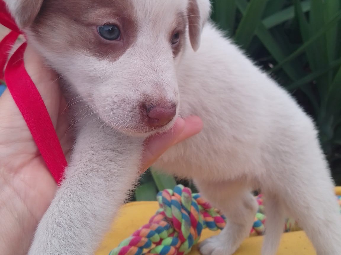 Vuoi adottare un cane a Avellino?