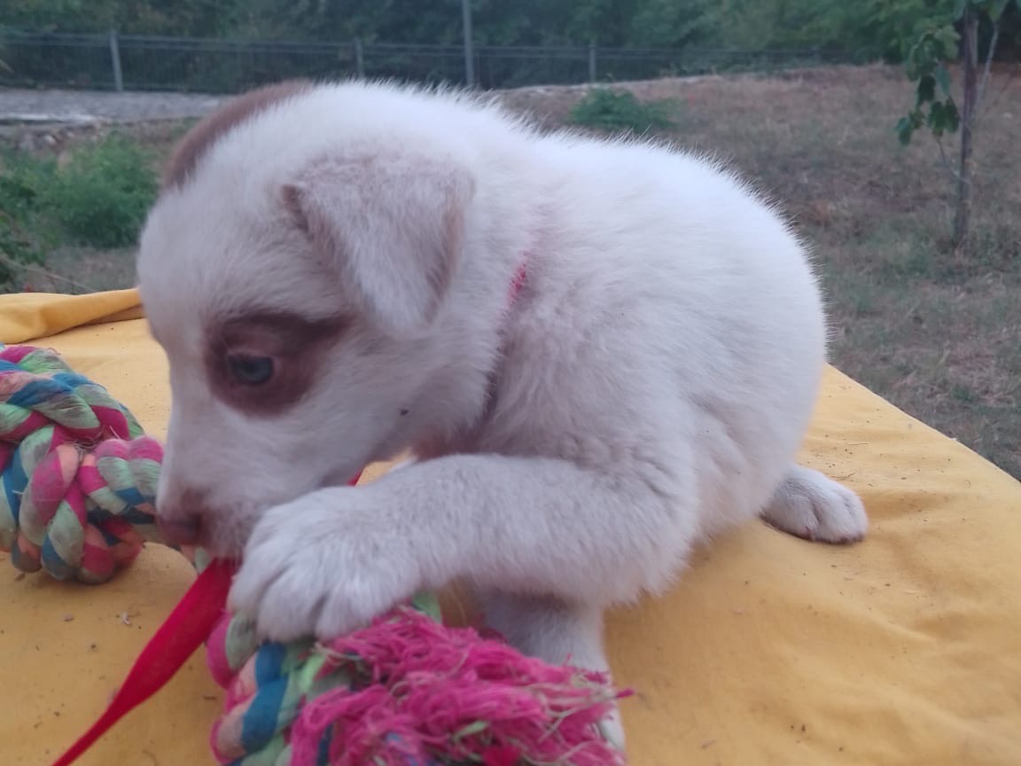 Adotta il cane Talia a Avellino