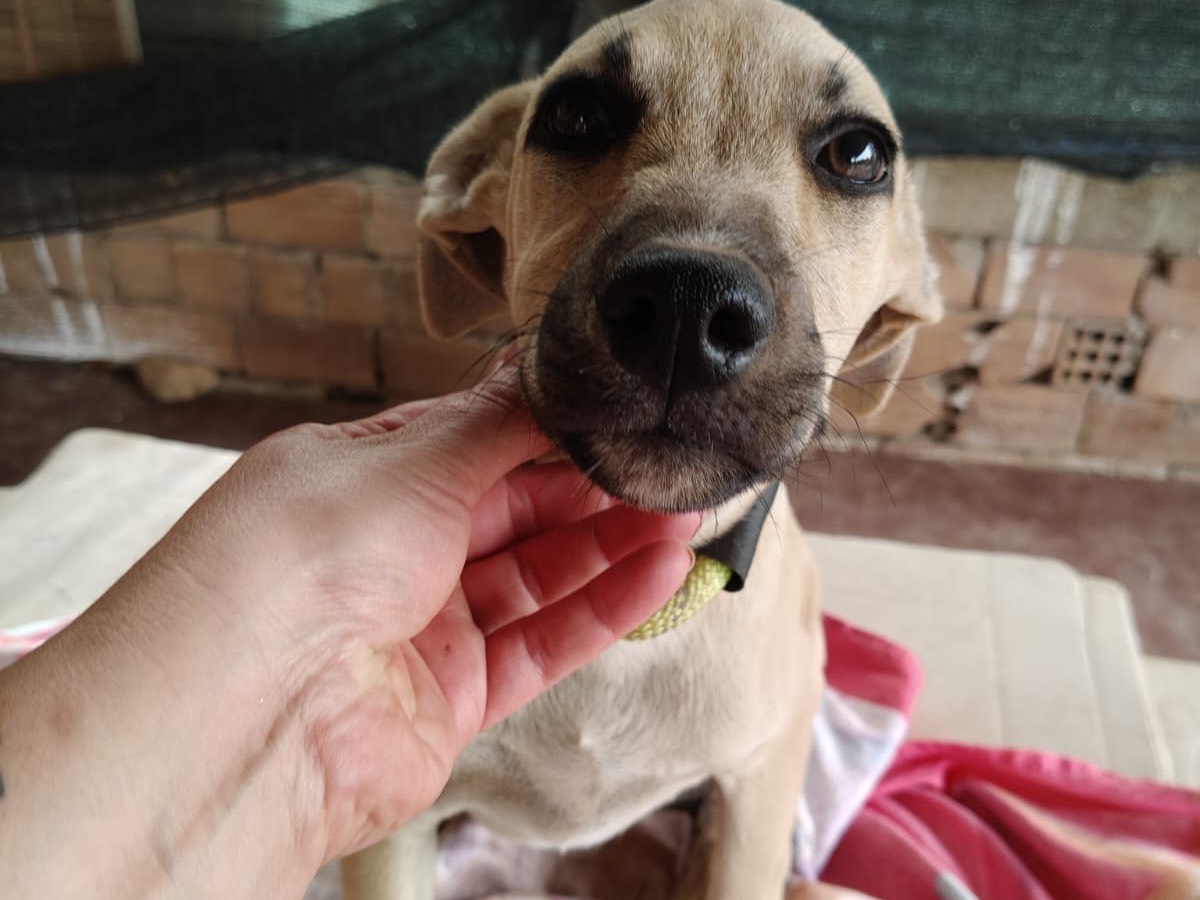 Adozione cane, femmina, Razza sconosciuta Razza sconosciuta, 5 mesi, taglia media, Vibo
