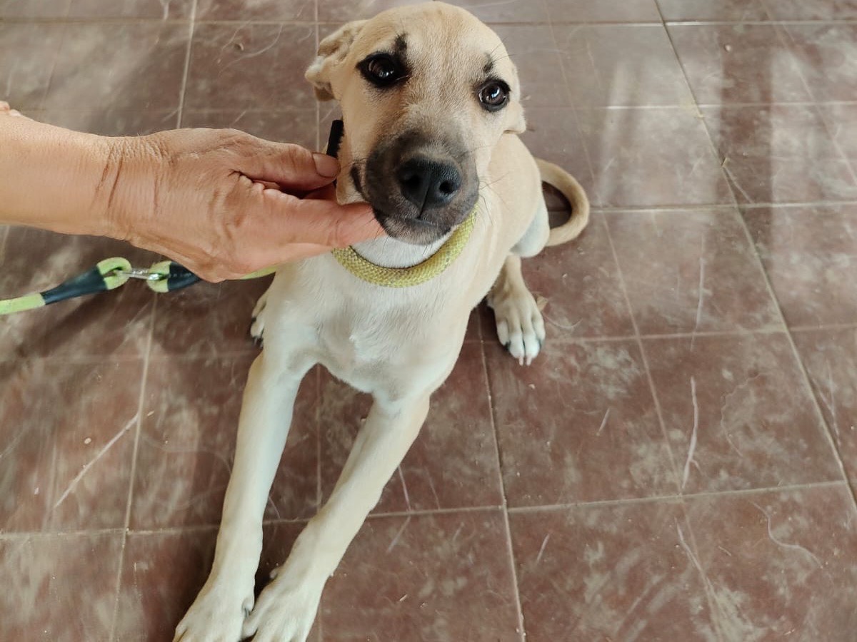 Adotta un cane, femmina, 5 mesi, Vibo