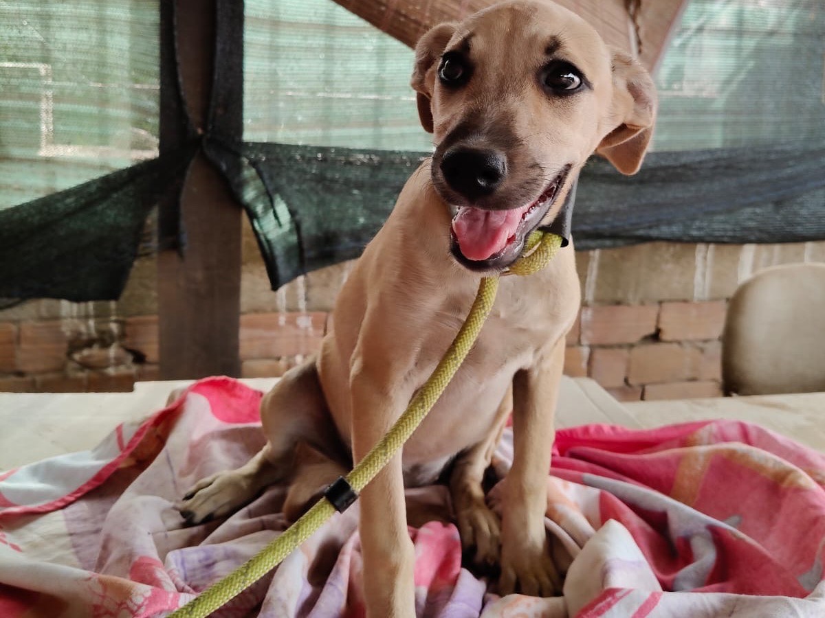 Adotta un cane, taglia media, femmina, Vibo