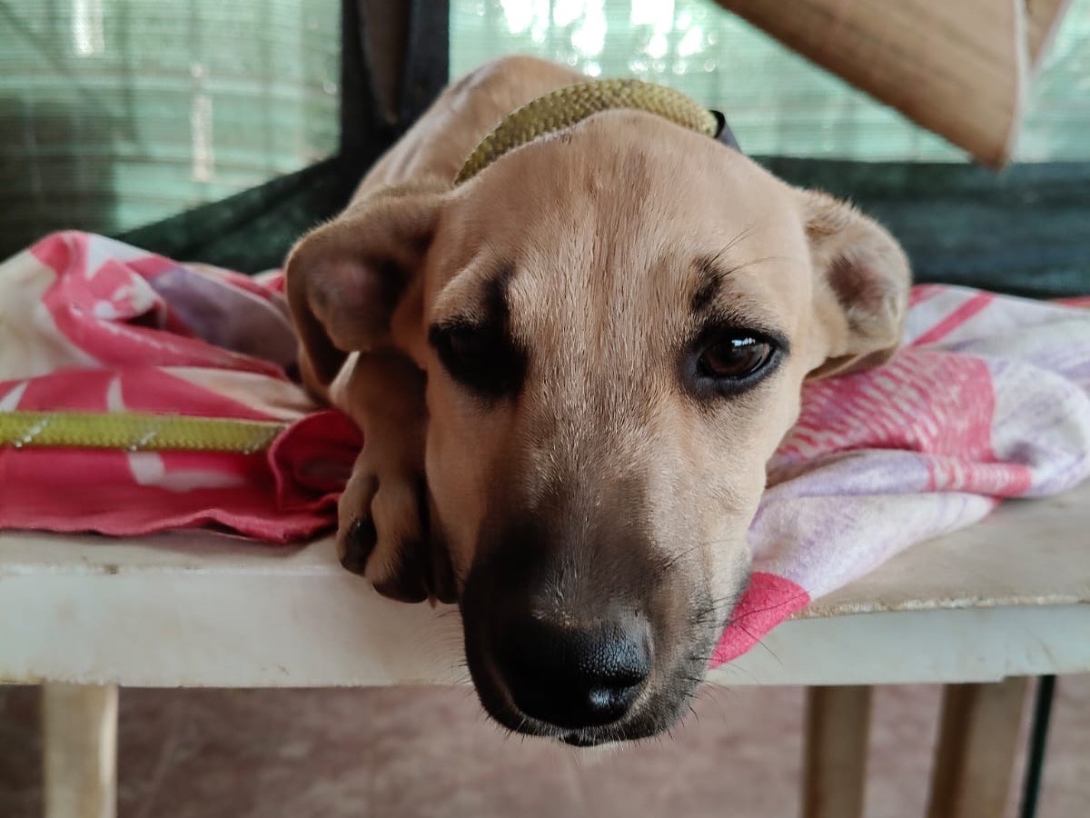 Vuoi adottare un cane a Vibo?