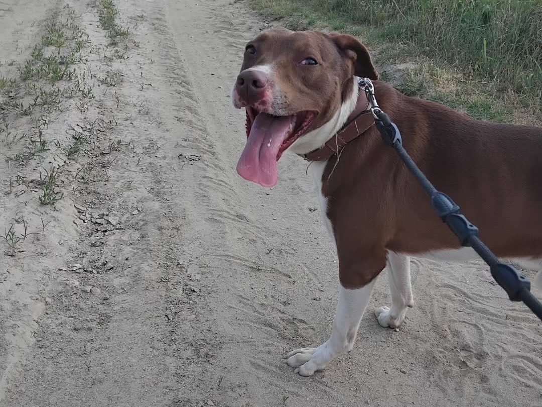 Adotta un cane, maschio, 3 anni e 4 mesi, Pavia