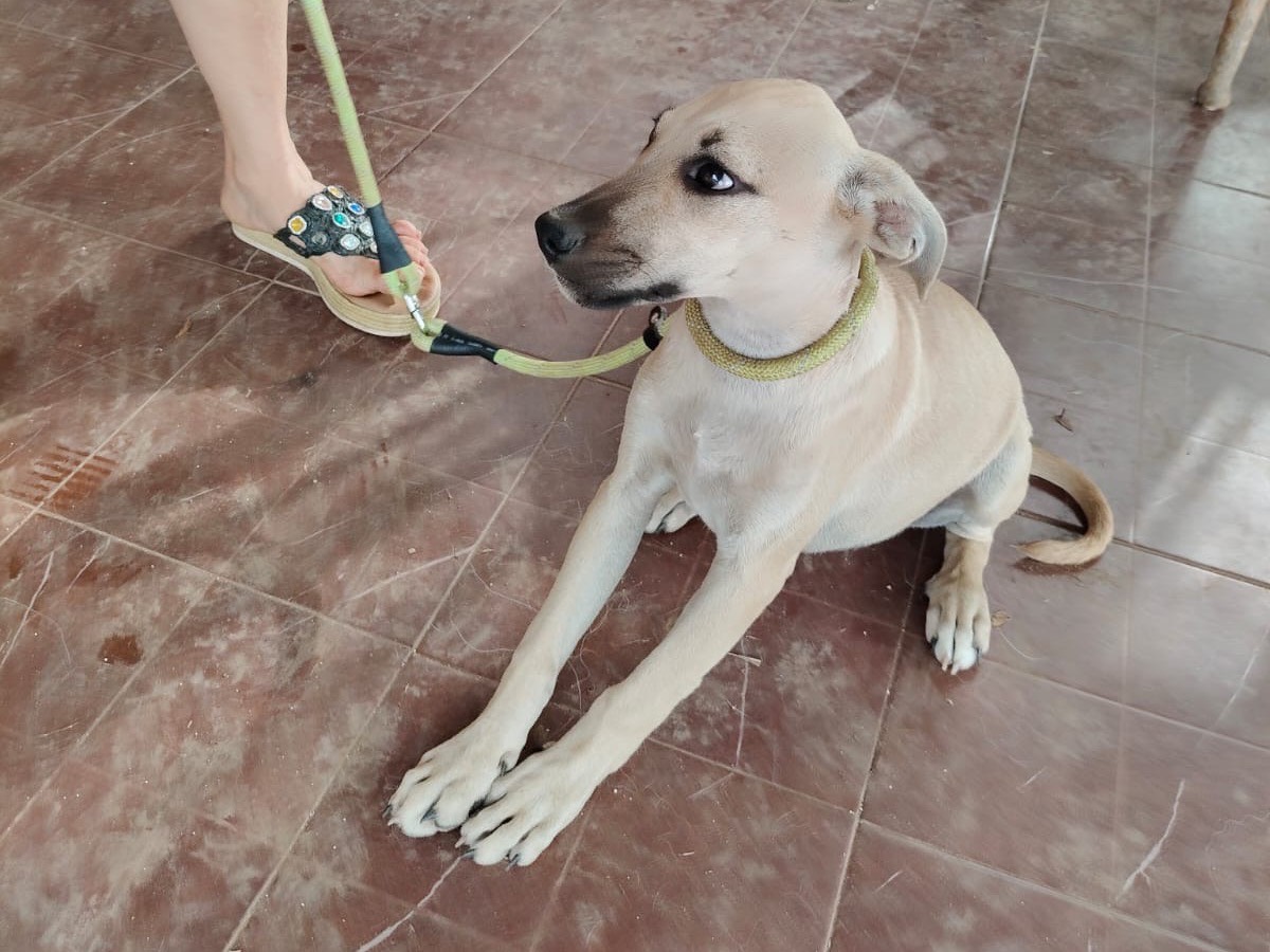 Adotta il cane Luna a Vibo