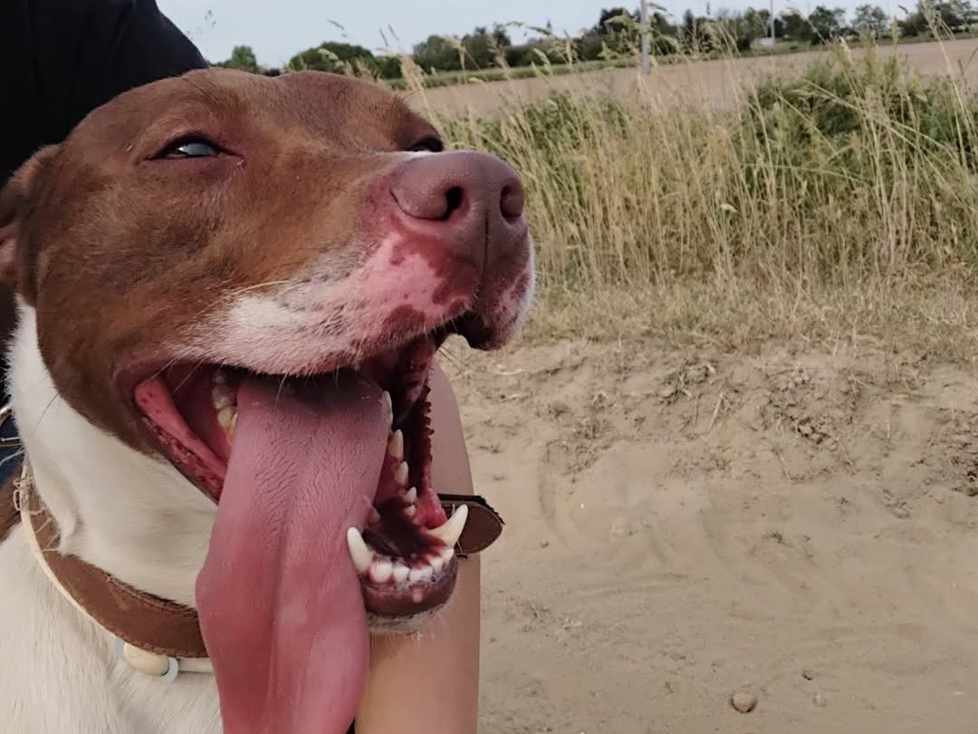 Adotta un cane, taglia media, maschio, Pavia