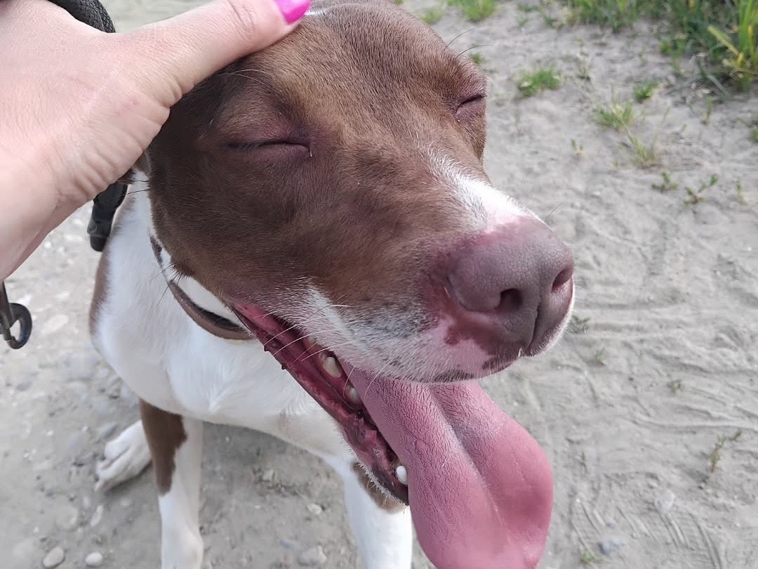 Vuoi adottare un cane a Pavia?