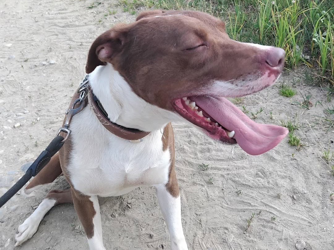 Adotta il cane Kobe a Pavia