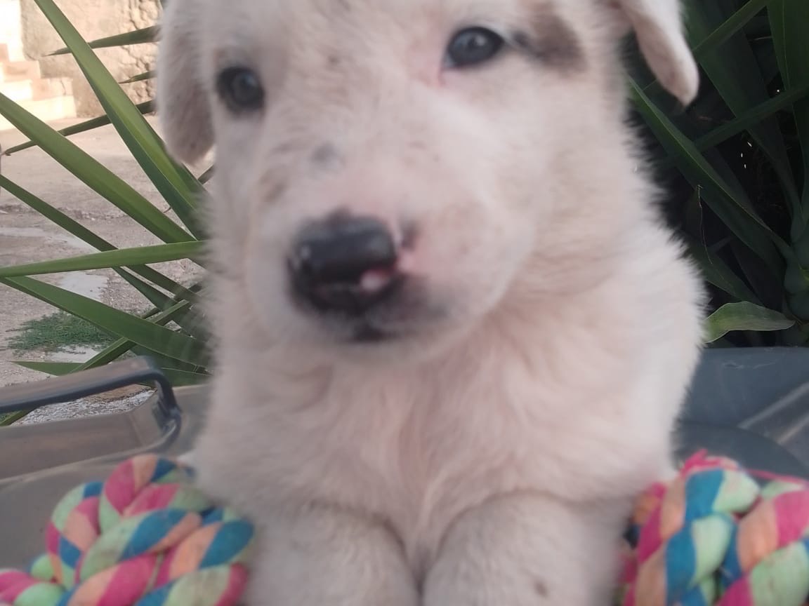 Vuoi adottare un cane a Avellino?