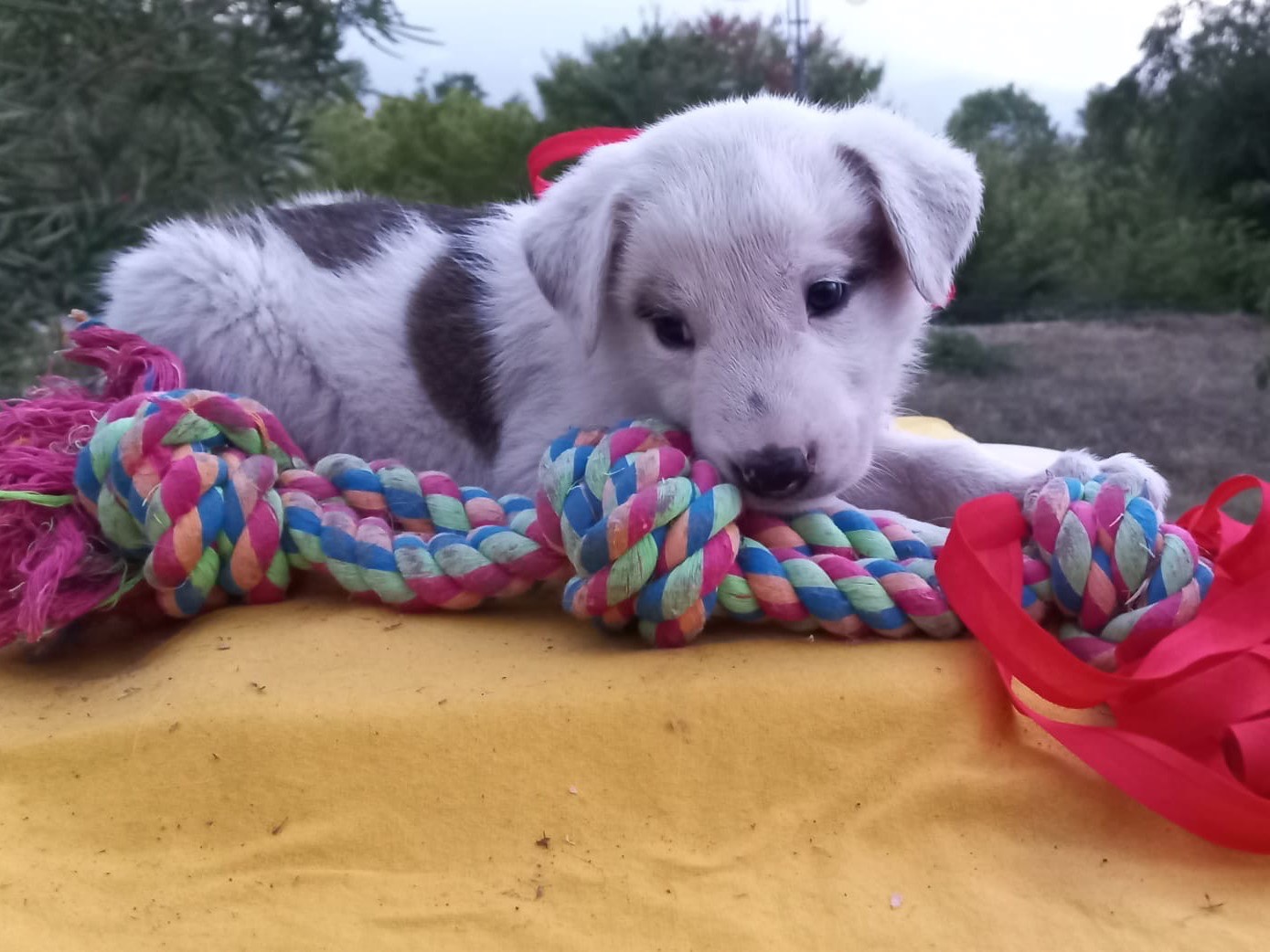 Adotta un cane, taglia media, maschio, Avellino