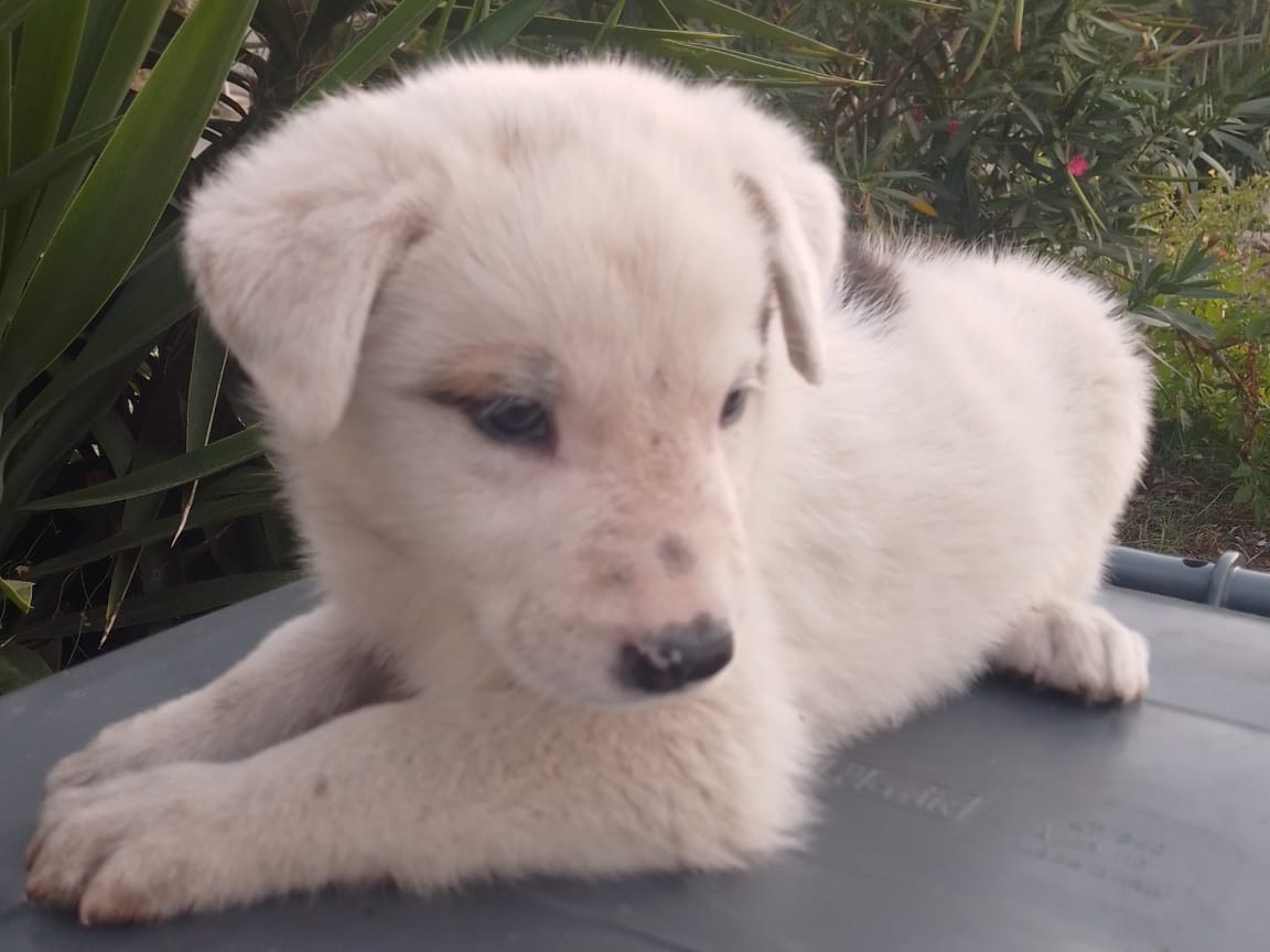 Adotta il cane Giodi a Avellino