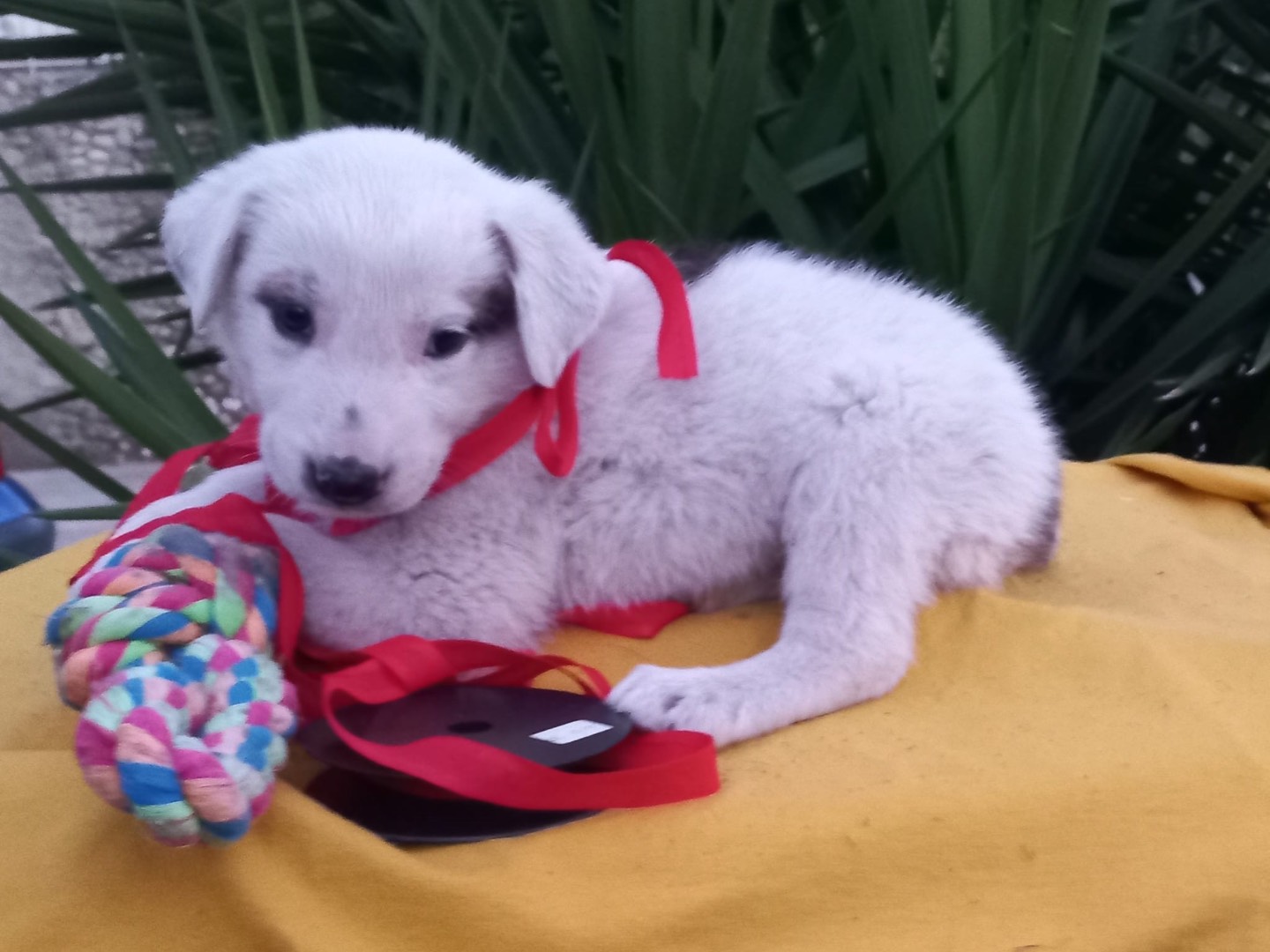 Adotta un cane, maschio, 2 mesi, Avellino