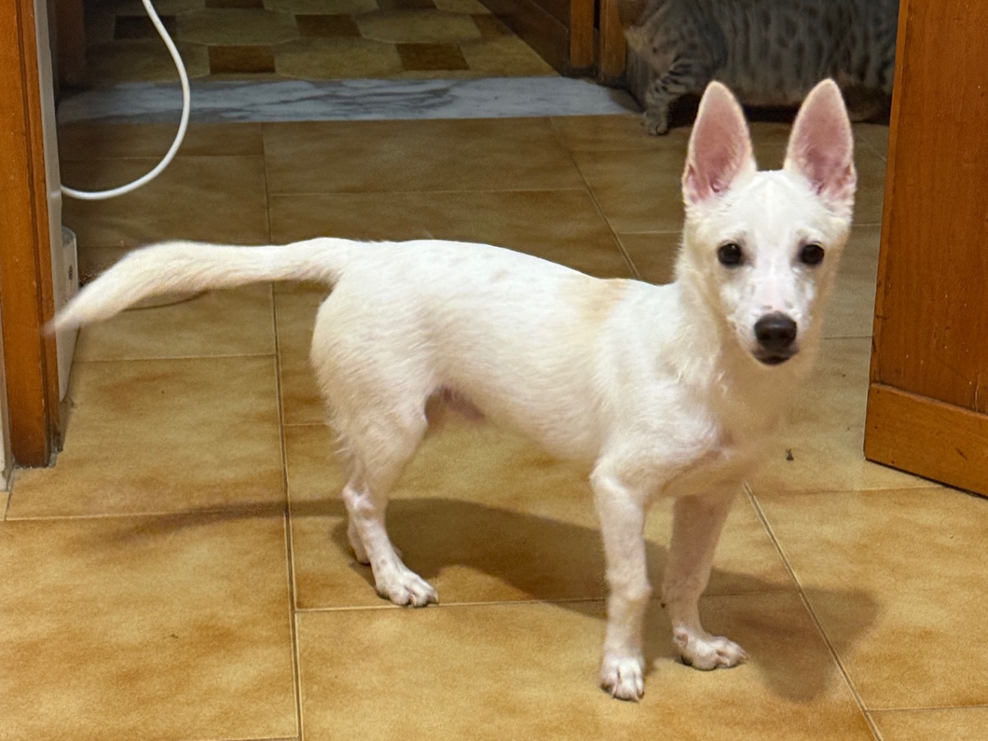 Adozione cane, maschio, Volpino di Pomerania Pinscher, 7 mesi, taglia piccola, Bari
