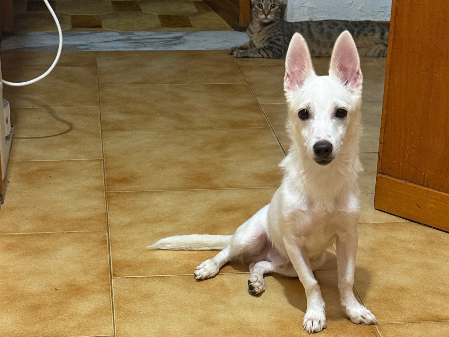 Adotta un cane, maschio, 7 mesi, Bari