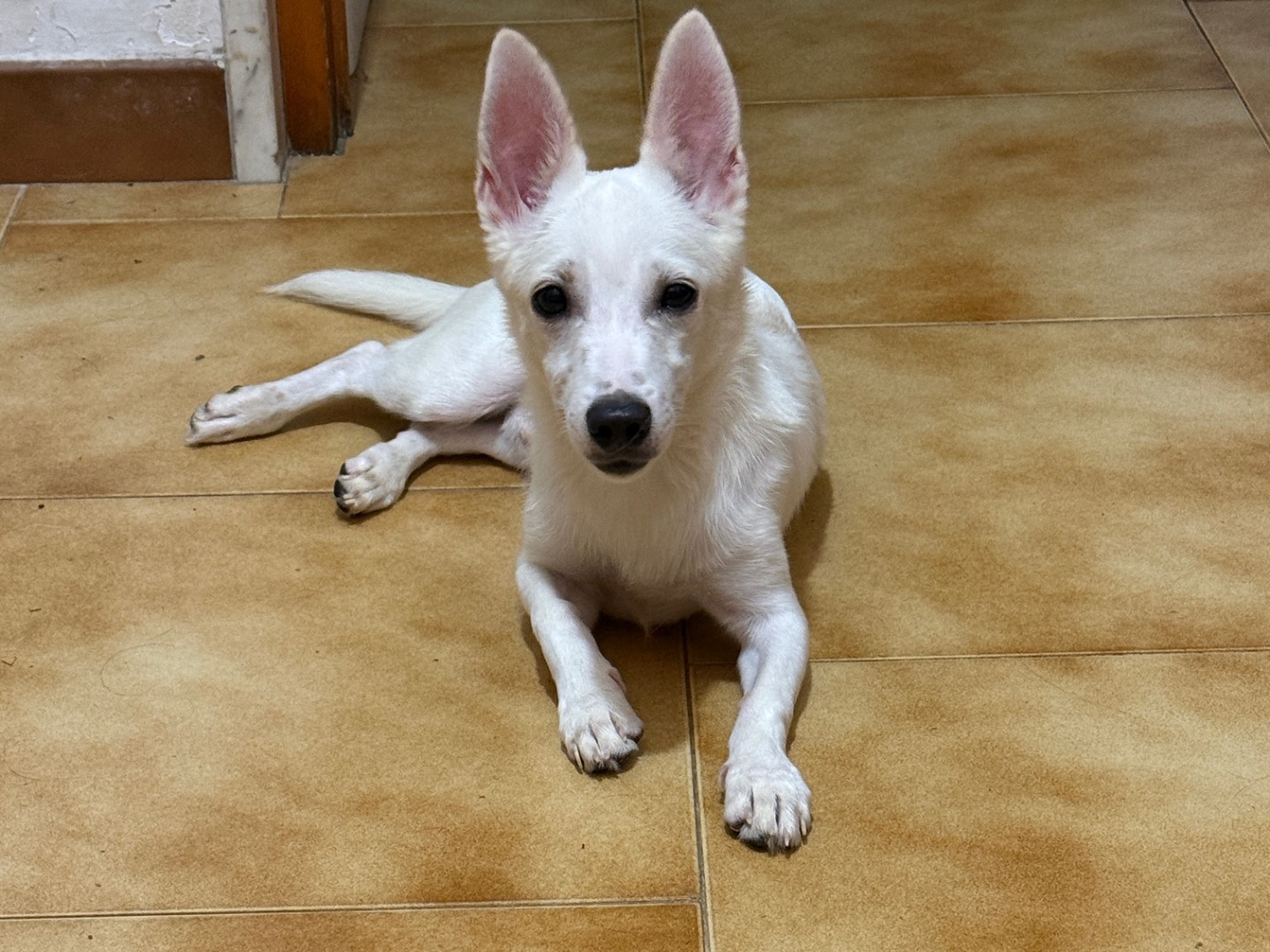 Adotta un cane, taglia piccola, maschio, Bari