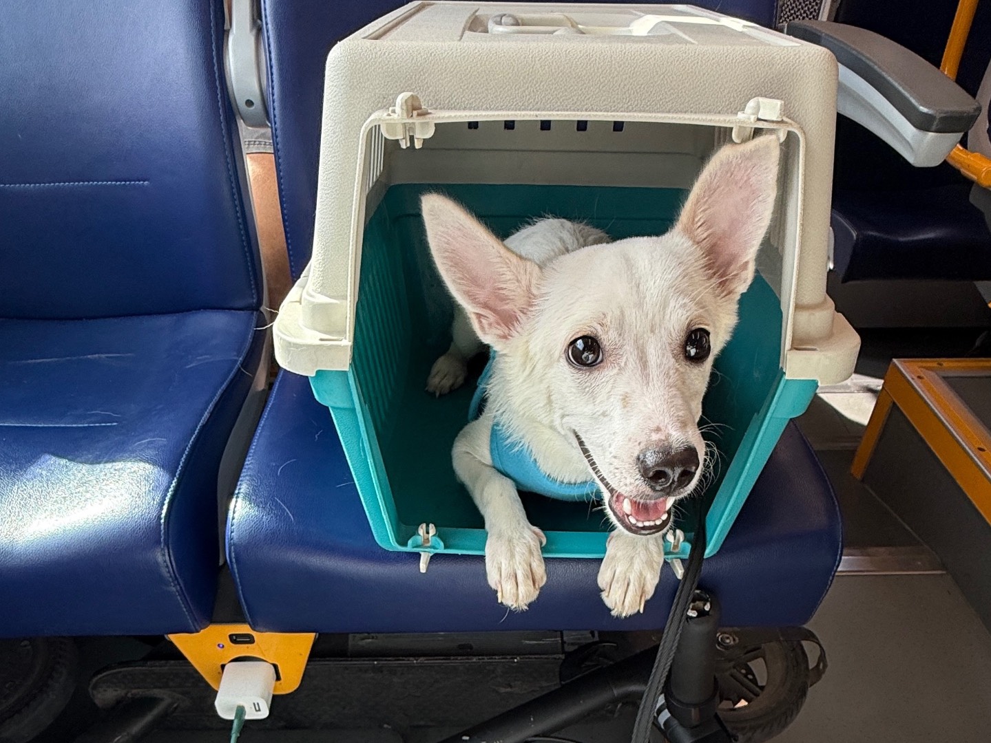 Vuoi adottare un cane a Bari?