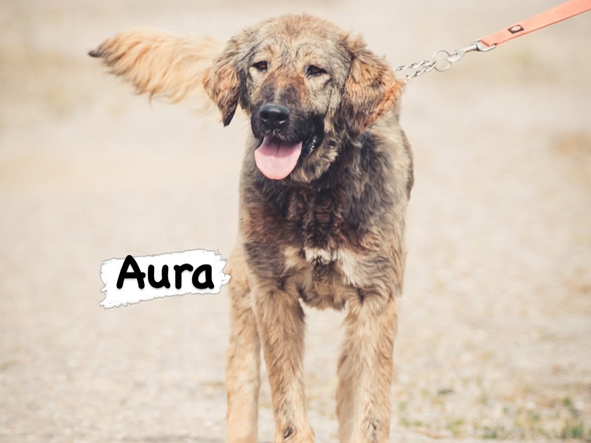 Adozione cane, femmina, Razza sconosciuta Razza sconosciuta, 6 anni e 8 mesi, taglia grande, Pavia