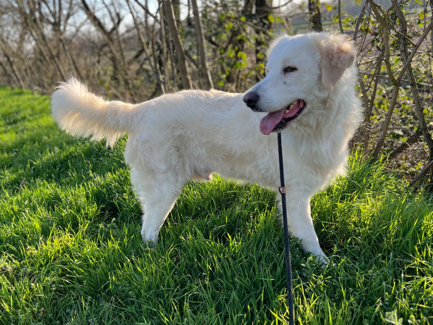 Vuoi adottare un cane a Pavia?