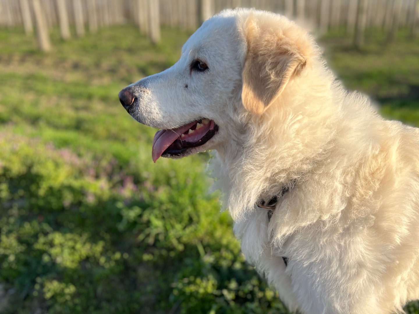 Adotta il cane Balto a Pavia