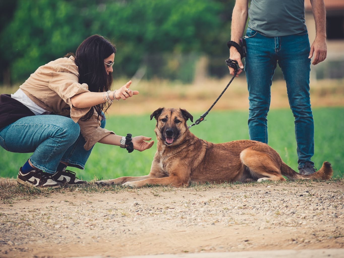 Vuoi adottare un cane a Pavia?
