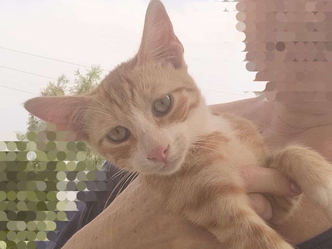 Adozione gatto, maschio, Razza sconosciuta Razza sconosciuta, 4 mesi, taglia non valida, Crotone