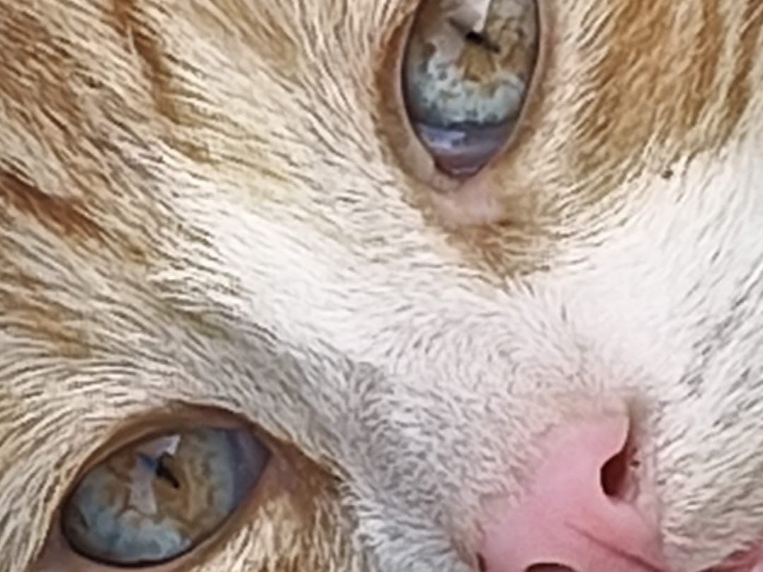 Adotta un gatto, maschio, 4 mesi, Crotone
