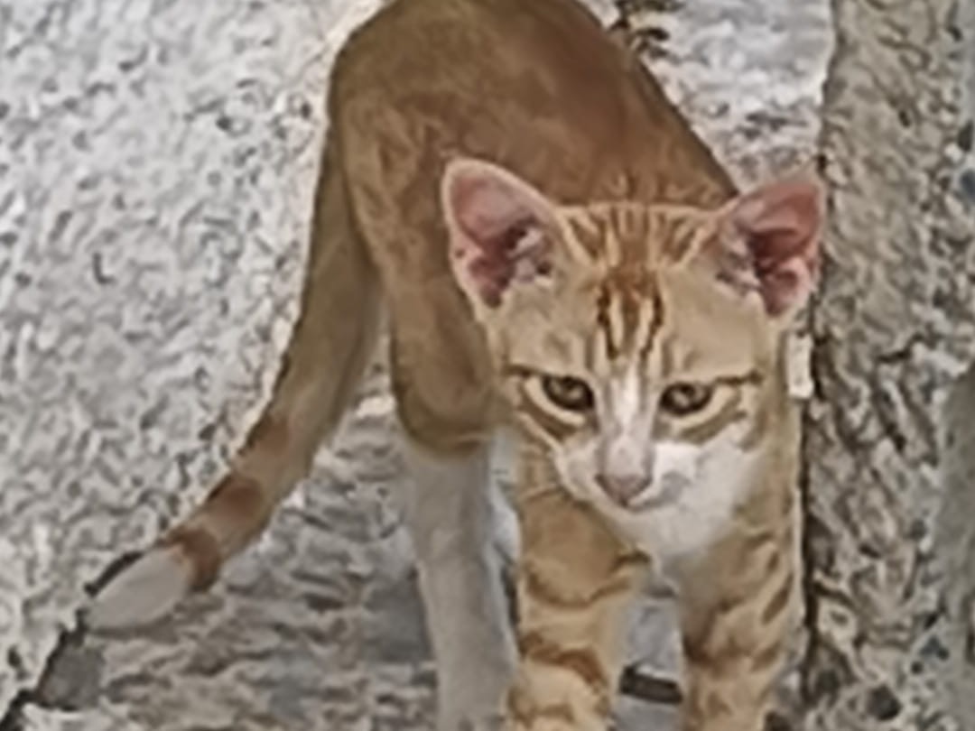 Adotta un gatto, taglia non valida, maschio, Crotone