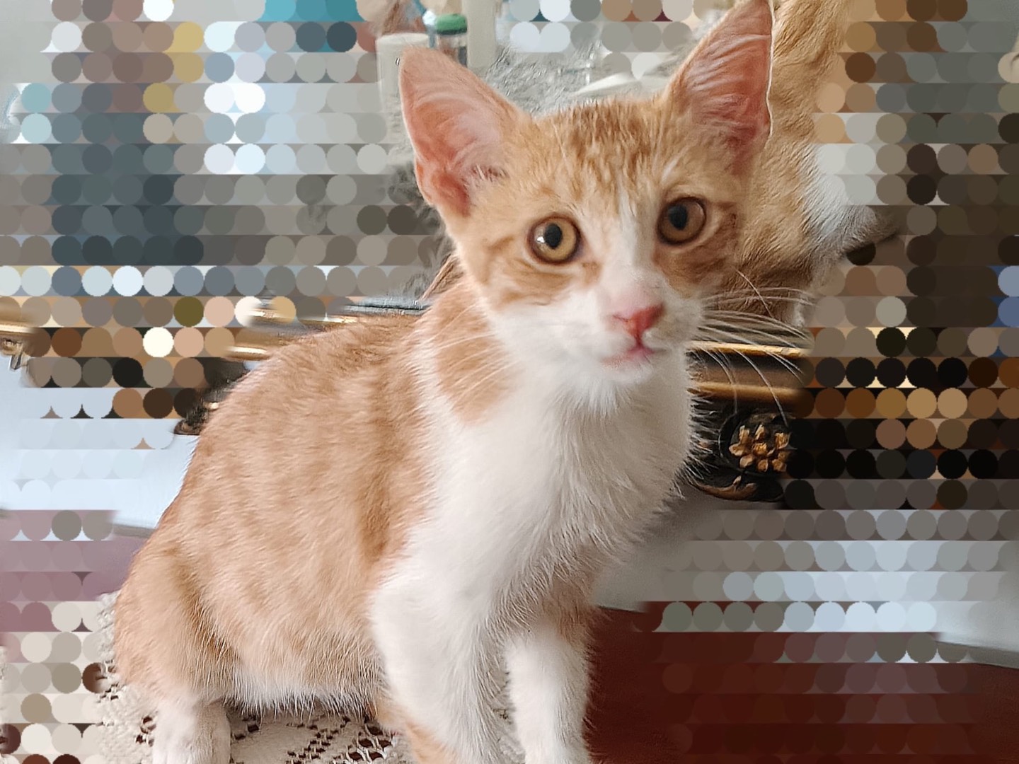 Adozione gatto, maschio, Razza sconosciuta Razza sconosciuta, 4 mesi, taglia non valida, Crotone