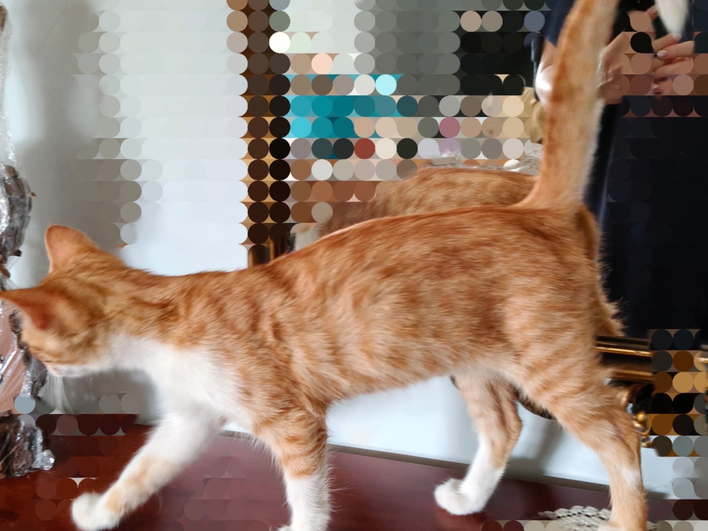 Adotta un gatto, maschio, 4 mesi, Crotone