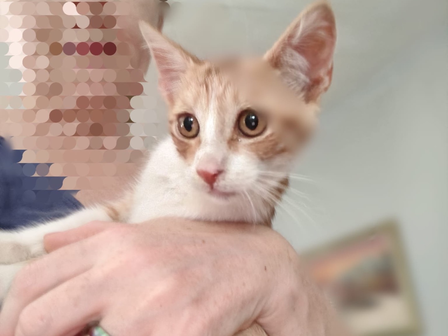 Adotta un gatto, taglia non valida, maschio, Crotone