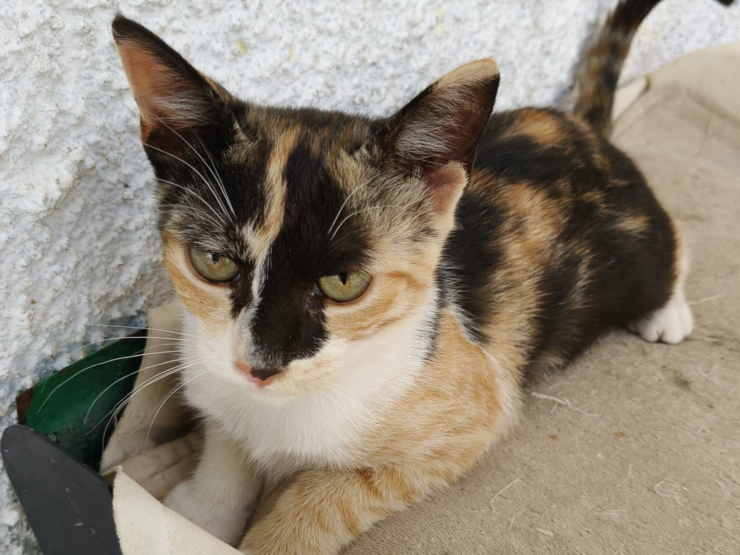 Adozione gatto, femmina, Razza sconosciuta Razza sconosciuta, 4 mesi, taglia non valida, Crotone
