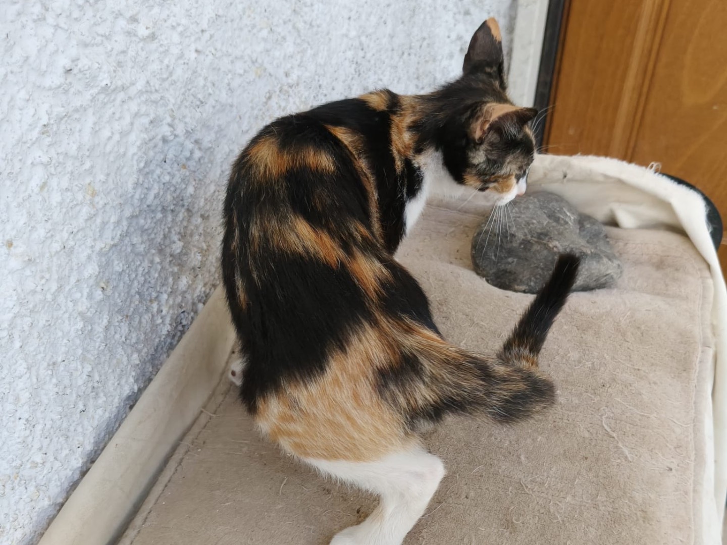 Adotta un gatto, femmina, 4 mesi, Crotone