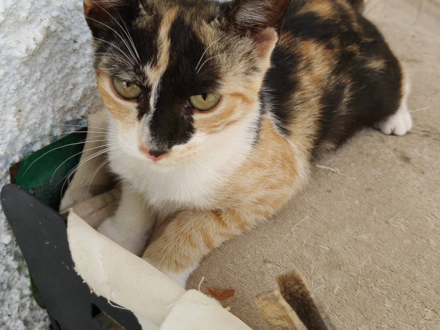 Adotta un gatto, taglia non valida, femmina, Crotone
