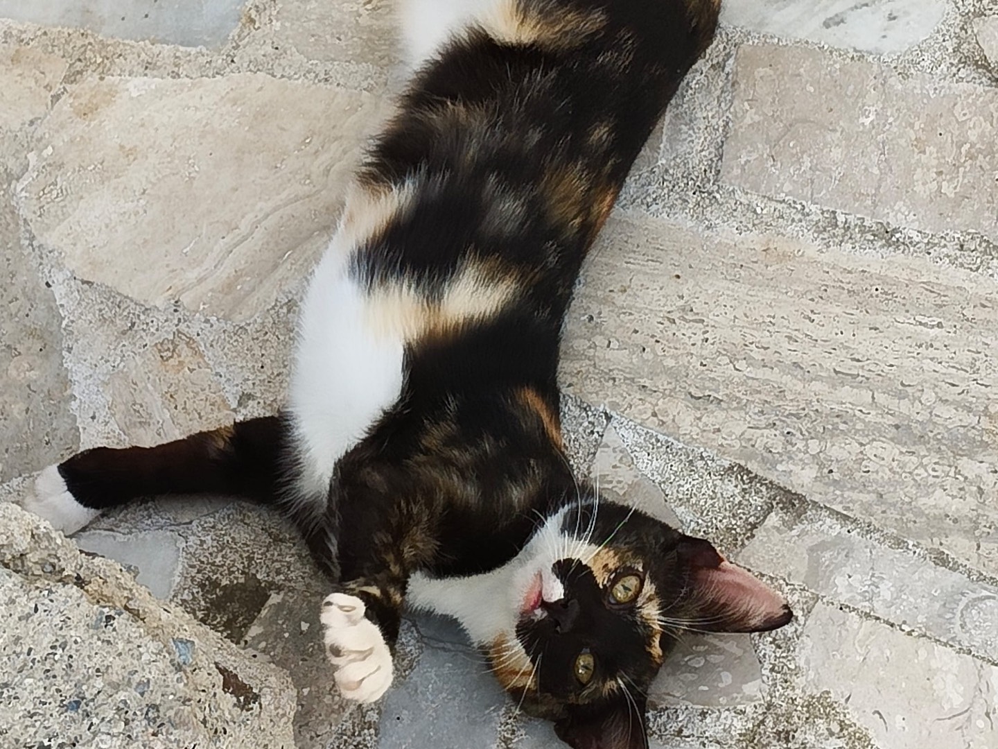 Adozione gatto, femmina, Razza sconosciuta Razza sconosciuta, 4 mesi, taglia non valida, Crotone