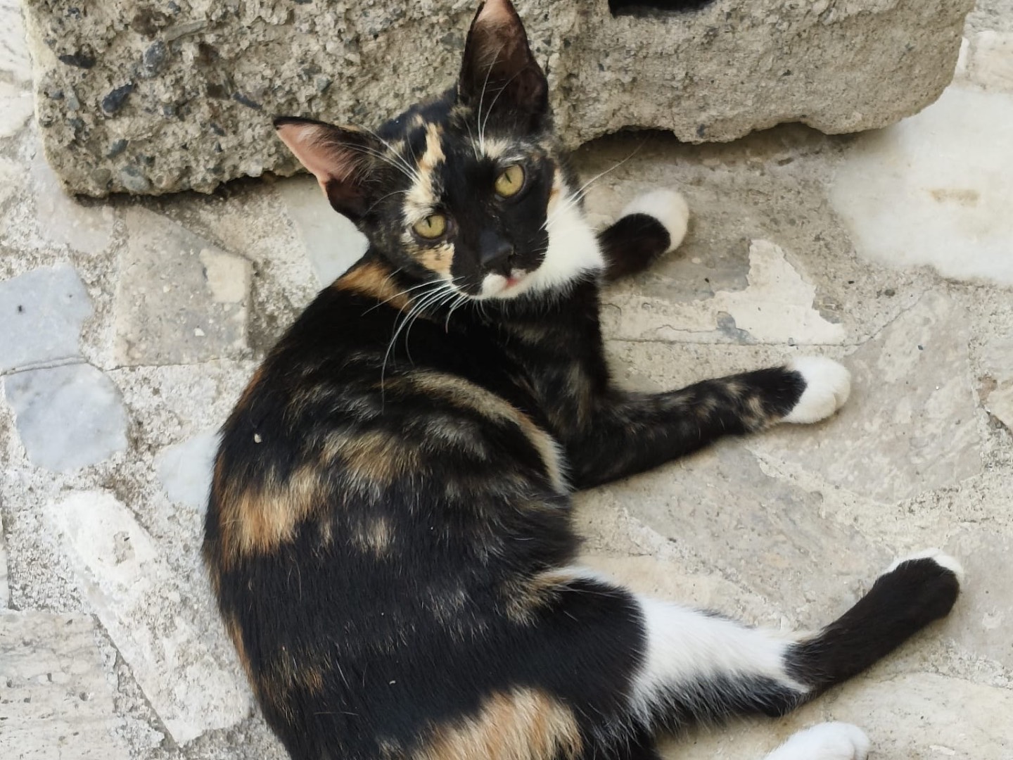 Adotta un gatto, femmina, 4 mesi, Crotone