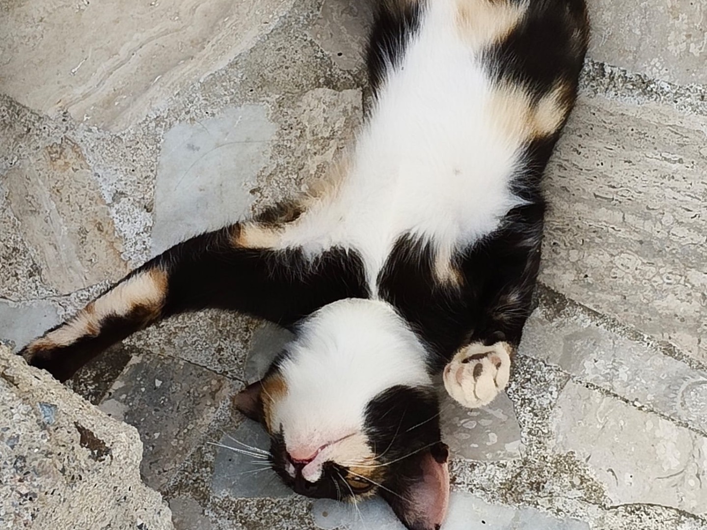 Adotta un gatto, taglia non valida, femmina, Crotone