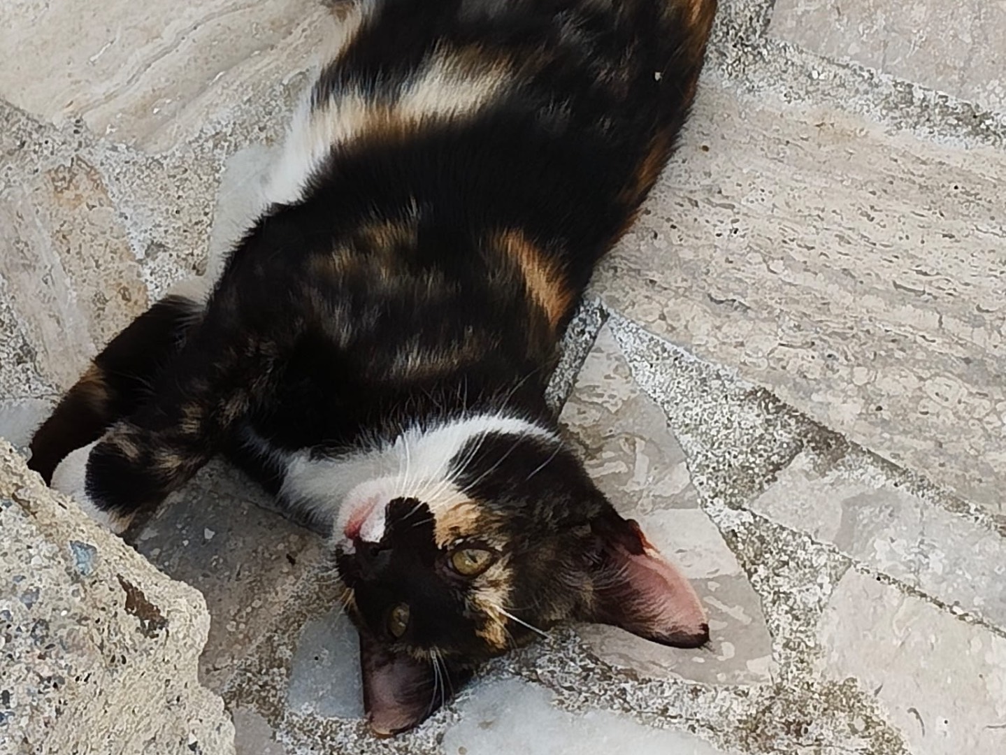 Vuoi adottare un gatto a Crotone?