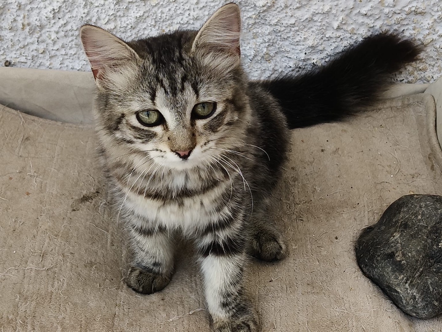 Adozione gatto, femmina, Razza sconosciuta Razza sconosciuta, 4 mesi, taglia non valida, Crotone